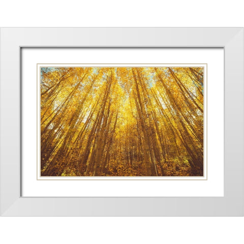 Fall Forrest White Modern Wood Framed Art Print with Double Matting by Brown, Denise