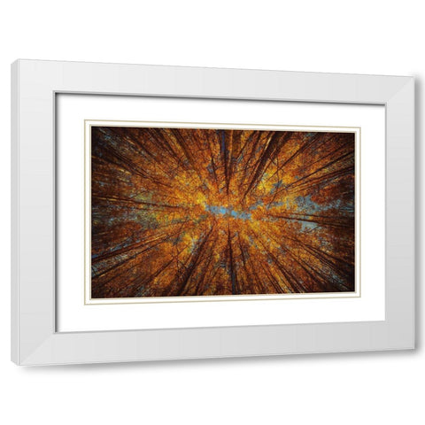 Looking Up White Modern Wood Framed Art Print with Double Matting by Brown, Denise