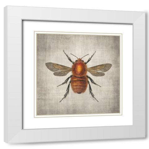 Brilliant Bee 1 White Modern Wood Framed Art Print with Double Matting by Brown, Denise