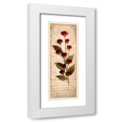 June Rose 1 White Modern Wood Framed Art Print with Double Matting by Stimson, Diane