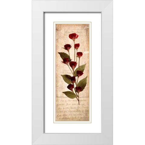 June Rose 1 White Modern Wood Framed Art Print with Double Matting by Stimson, Diane