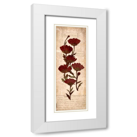 August Poppy White Modern Wood Framed Art Print with Double Matting by Stimson, Diane