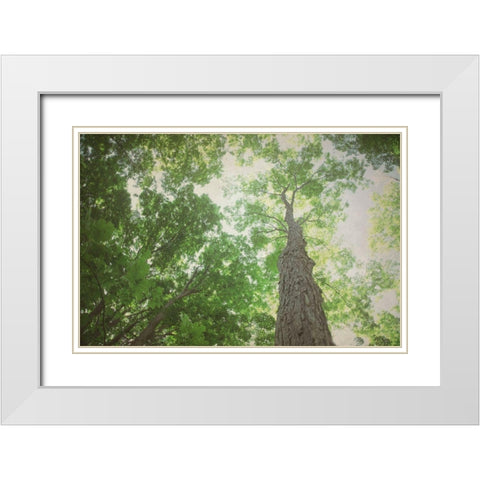 Emerald Canopy 2 White Modern Wood Framed Art Print with Double Matting by Urquhart, Elizabeth