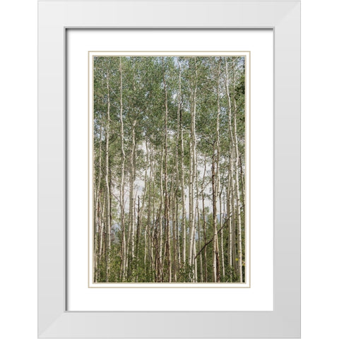 Aspen Forest 1 White Modern Wood Framed Art Print with Double Matting by Urquhart, Elizabeth