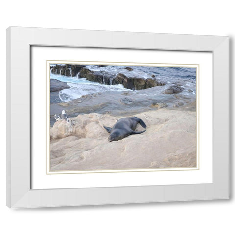 Sealion White Modern Wood Framed Art Print with Double Matting by Frances, Stephanie