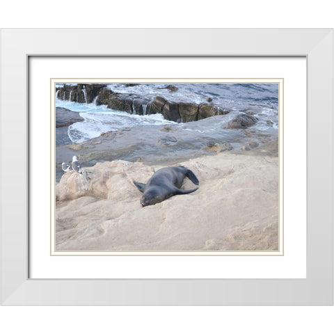 Sealion White Modern Wood Framed Art Print with Double Matting by Frances, Stephanie