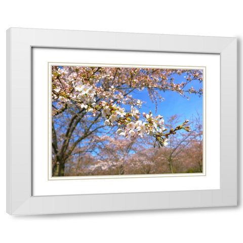 Sudden Blossom 1 White Modern Wood Framed Art Print with Double Matting by Frances, Stephanie