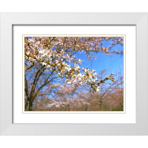Sudden Blossom 1 White Modern Wood Framed Art Print with Double Matting by Frances, Stephanie
