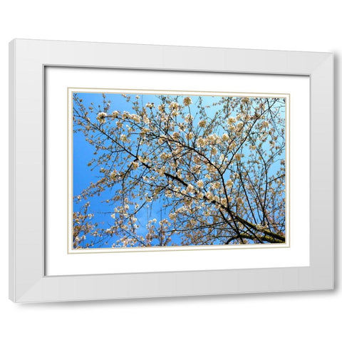 Yellow Blossoms 1 White Modern Wood Framed Art Print with Double Matting by Frances, Stephanie