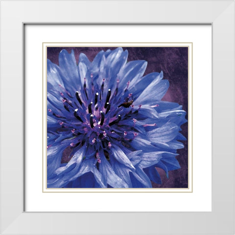 Purple Flower White Modern Wood Framed Art Print with Double Matting by Gibbons, Lauren