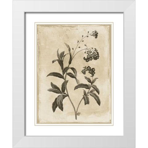 Earthy floral 1 White Modern Wood Framed Art Print with Double Matting by Grey, Jace