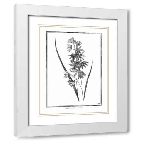 African Corn Lily White Modern Wood Framed Art Print with Double Matting by Grey, Jace