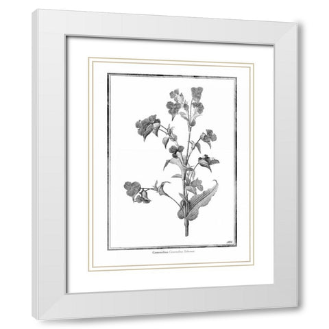 Commelina White Modern Wood Framed Art Print with Double Matting by Grey, Jace