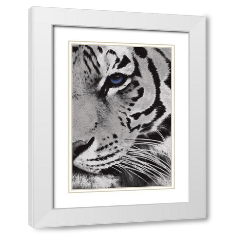 Tiger Purple Eye Mate White Modern Wood Framed Art Print with Double Matting by Grey, Jace