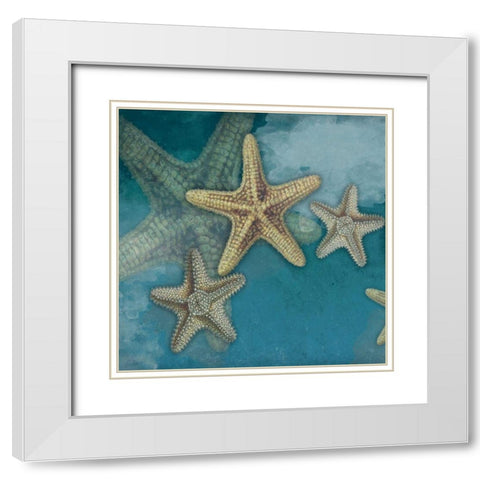 Starfish White Modern Wood Framed Art Print with Double Matting by Grey, Jace