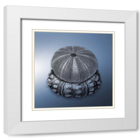 Nautical 1 White Modern Wood Framed Art Print with Double Matting by Grey, Jace