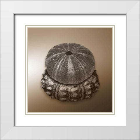 Nautical  epia White Modern Wood Framed Art Print with Double Matting by Grey, Jace