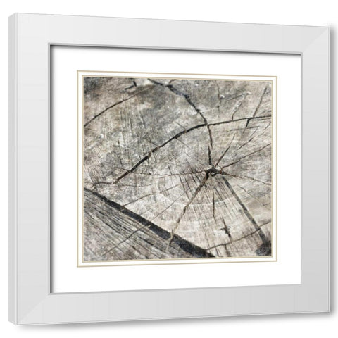 Tree Rings Two White Modern Wood Framed Art Print with Double Matting by Grey, Jace