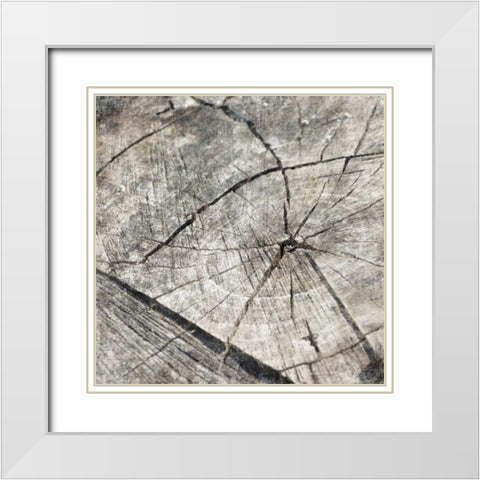 Tree Rings Two White Modern Wood Framed Art Print with Double Matting by Grey, Jace
