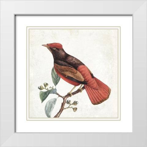 Lovely Birds 3 White Modern Wood Framed Art Print with Double Matting by Grey, Jace