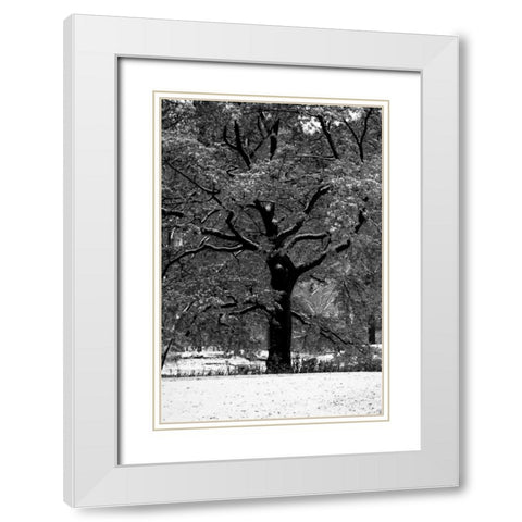 Central Park Solitary Friend White Modern Wood Framed Art Print with Double Matting by Grey, Jace