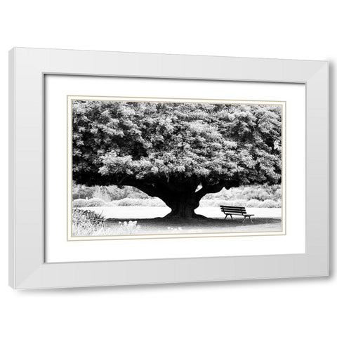 LA Arboretum White Modern Wood Framed Art Print with Double Matting by Grey, Jace