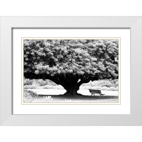 LA Arboretum White Modern Wood Framed Art Print with Double Matting by Grey, Jace