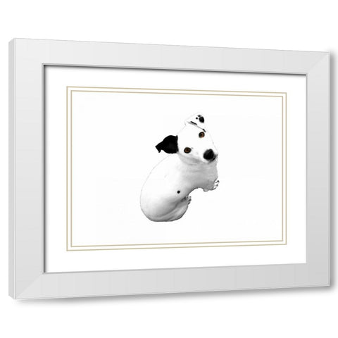 Jack Russell Buddy 1 White Modern Wood Framed Art Print with Double Matting by Grey, Jace