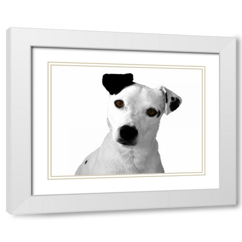Jack Russell Buddy 2 White Modern Wood Framed Art Print with Double Matting by Grey, Jace