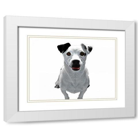 Jack Russell Buddy 3 White Modern Wood Framed Art Print with Double Matting by Grey, Jace