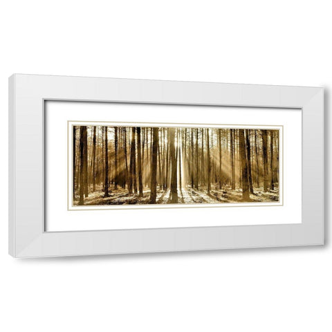 Morning through the Trees White Modern Wood Framed Art Print with Double Matting by Kimberly, Allen