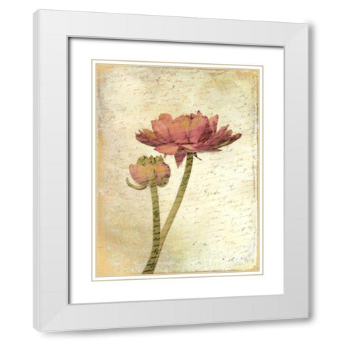 Ranunculus Bloom 1 White Modern Wood Framed Art Print with Double Matting by Allen, Kimberly