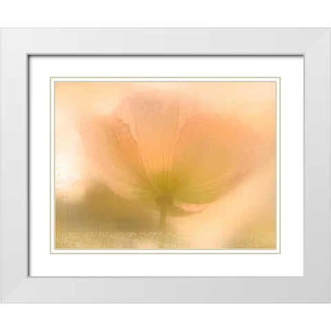 Golden Poppy White Modern Wood Framed Art Print with Double Matting by Allen, Kimberly