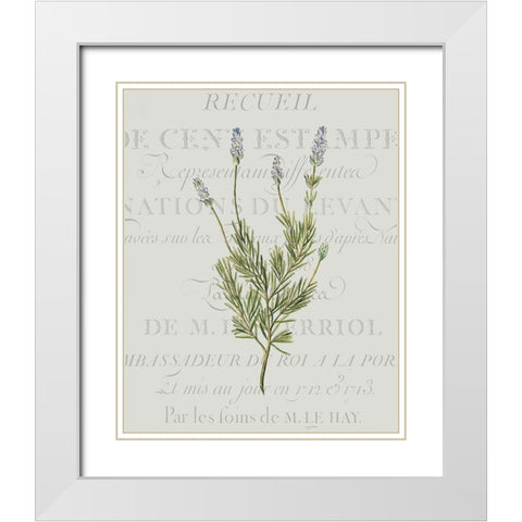 Fresh Herbs 1 White Modern Wood Framed Art Print with Double Matting by Kimberly, Allen