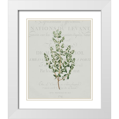 Fresh Herbs 2 White Modern Wood Framed Art Print with Double Matting by Kimberly, Allen