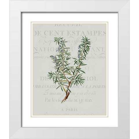 Fresh Herbs 3 White Modern Wood Framed Art Print with Double Matting by Kimberly, Allen