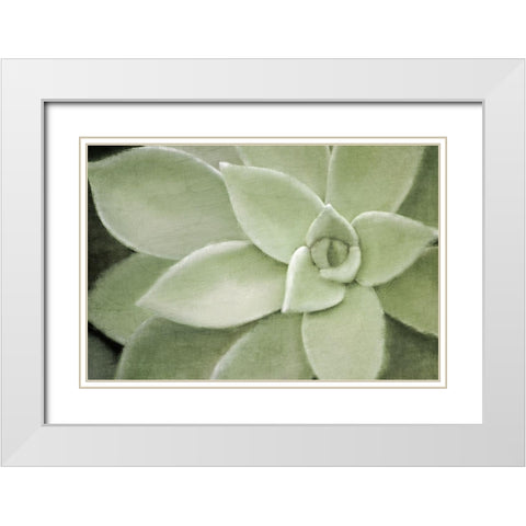Soft Agave White Modern Wood Framed Art Print with Double Matting by Kimberly, Allen