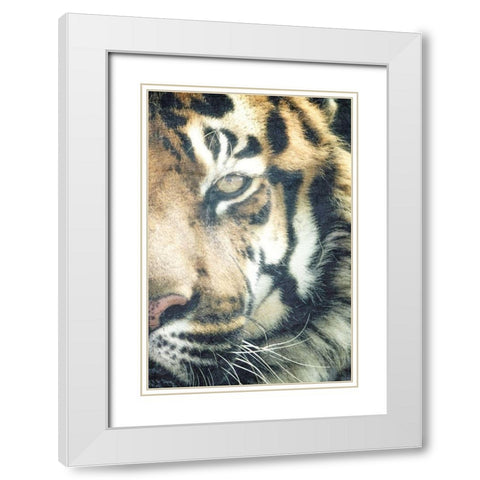 Focus B White Modern Wood Framed Art Print with Double Matting by Kimberly, Allen