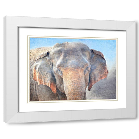 African Elephant White Modern Wood Framed Art Print with Double Matting by Kimberly, Allen