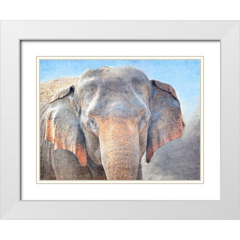 African Elephant White Modern Wood Framed Art Print with Double Matting by Kimberly, Allen