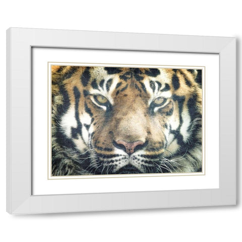 Focus White Modern Wood Framed Art Print with Double Matting by Kimberly, Allen