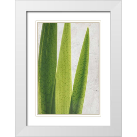 Fern Leaves White Modern Wood Framed Art Print with Double Matting by Allen, Kimberly
