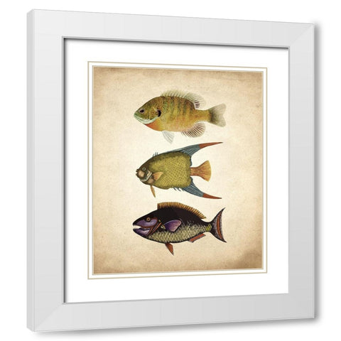 Fish A White Modern Wood Framed Art Print with Double Matting by Kimberly, Allen