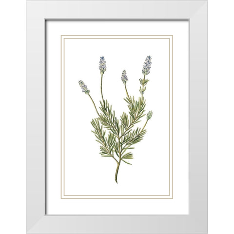 Herbs on White 1 White Modern Wood Framed Art Print with Double Matting by Kimberly, Allen