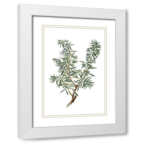 Herbs on White 3 White Modern Wood Framed Art Print with Double Matting by Kimberly, Allen