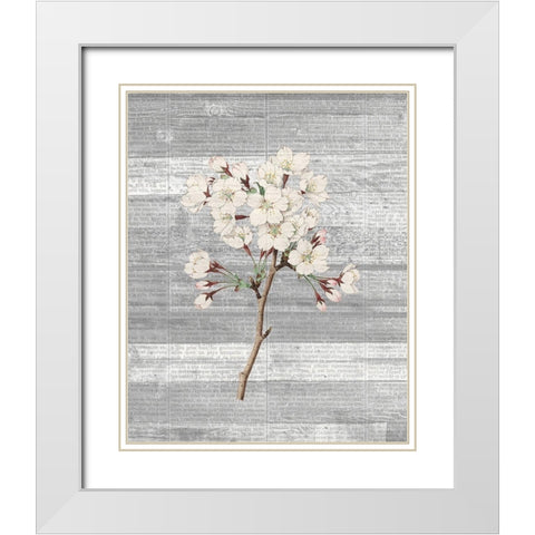 Cherry Blossom 1 White Modern Wood Framed Art Print with Double Matting by Kimberly, Allen