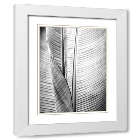 Metal BW Plant 1 White Modern Wood Framed Art Print with Double Matting by Allen, Kimberly
