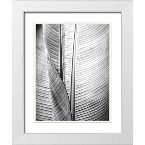 Metal BW Plant 1 White Modern Wood Framed Art Print with Double Matting by Allen, Kimberly