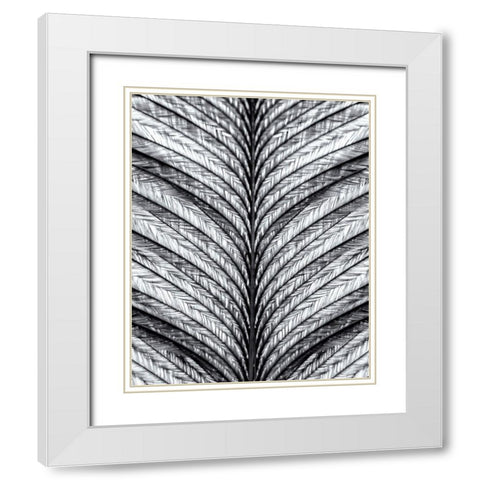 Black and White Feather 1 White Modern Wood Framed Art Print with Double Matting by Kimberly, Allen