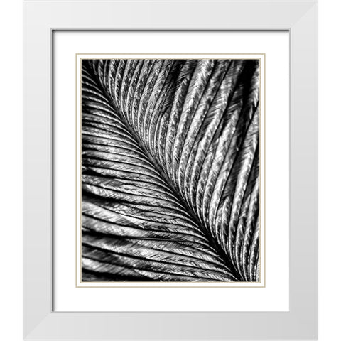 Black and White Feather 2 White Modern Wood Framed Art Print with Double Matting by Kimberly, Allen